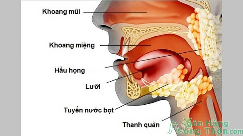 Nguyên nhân gây bệnh bạch hầu do đâu