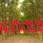 đất trồng cây lâu năm là gì