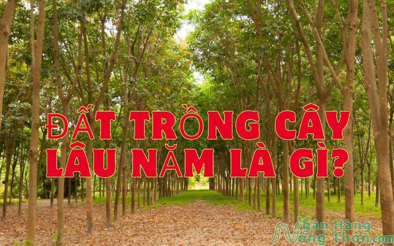 đất trồng cây lâu năm là gì